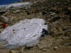 Snow in Summer